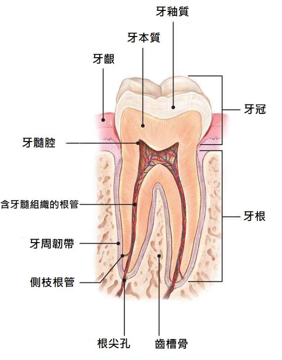 抽神經-根管治療-牙齒變黑-牙齒美白-牙齒內部構造-全瓷冠-台中-劉得廷醫師